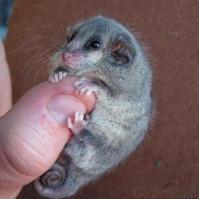 Карликовый опоссум