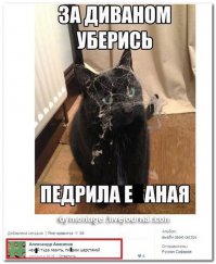 Прикольные картинки с надписями