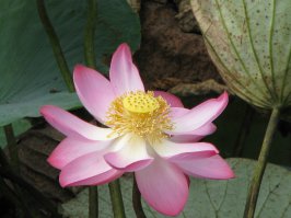 Если мне память не изменяет - в станице Анастасиевской в Краснодарском крае можно созерцать лотосы пряма с проезжей части дороги.