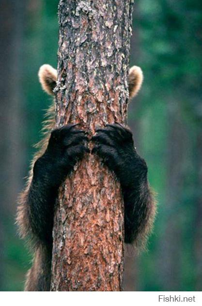 Медведики тоже играют в прятки!:)