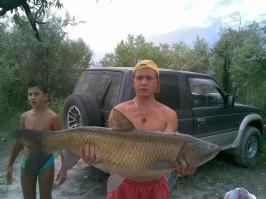 белый амур 18кг, пойман  на камыш на р.Или.