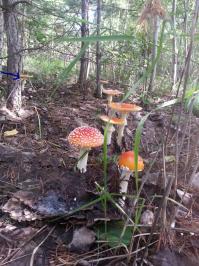 тогда самый левый гриб чуть ниже шляпки слева из-за дерева выглядывает часть шляпки