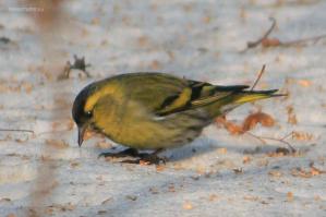 Чиж (Carduelis spinus (Linnaeus, 1758))
