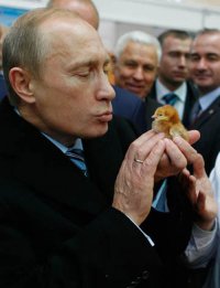 Темная сторона котов