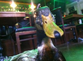 А это наш любимец Билли житель паба Wild Duck СПб.
