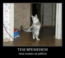 Правила хорошего кота