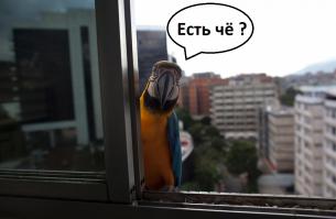 Лучшие фотографии животных со всего мира за неделю