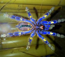 Самый красивый паук в мире