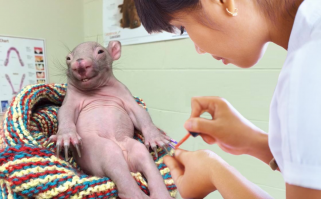 22 животных, о которых вы не знали