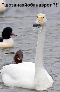 Лебедь, пострадавший от мороза 