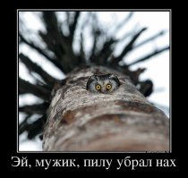 22 совы, чей взгляд загипнотизирует вас