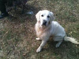 а это мой дружище