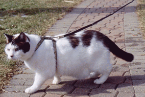 Ты сам глаза разуй. Это всего лишь поводок для кошек, если ты ни разу такие не встречал, то лучше промолчи. 2 белых зажима, как ты их называешь и которые отчетливо видишь - это стальные петли для карабина. Да, и чтобы ты знал, очень многие кошки так реагируют на поводки подобного типа, в том числе и мой котейка.