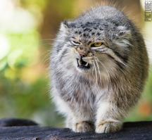 С добрым, говорите?.. ;)
Ну хорошо, с добрым... :)