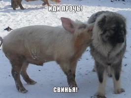 Фишкина солянка за 19.08.2014