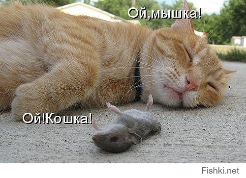 Кошка - мышка,
Мышка - кошка.
Набухалися немножко... 
.