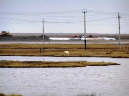 Белый медведь в гостях у нефтяников