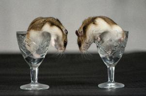 Часть нашего домашнего зоопарка. Маша и Даша