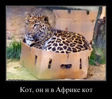 Котячий рай