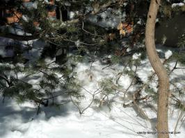 40 очаровательных животных в снегу