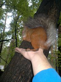 Обаятельная белка - Крошка Ши  