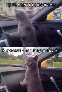 19 животных, которые панически боятся визита к ветеринару