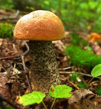 Во-первых, автор негодяй, потому, что белые грибы в лесу появятся месяца через три.Разбередил душу, вобщем:) А во-вторых, это подосиновик: