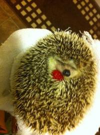 Фишкина солянка за 28.08.2014 г.