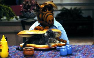 Кот, предсказывающий смерть