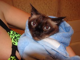 Нормально они купаются!