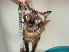 Нормально они купаются!