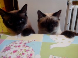 я знаю у самого два, но народ привык, что это сиамы, а объяснять долго)))