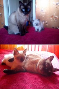 я знаю у самого два, но народ привык, что это сиамы, а объяснять долго)))