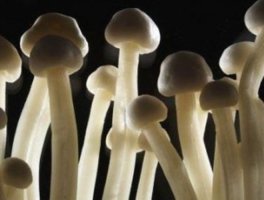 Когда заходит речь о содержании книг Льюиса Кэролла, я начинаю думать - что это?