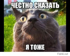 Сумасшедшие кошатники