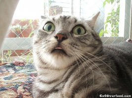 что за уродище?