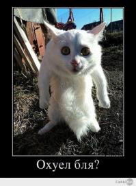 Кажется, наши шерстяные друзья собрались эволюционировать...