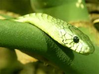 Зеленая мамба (Dendroaspis angusticeps)
По сравнению с черной мамбой, зеленая опаснее для человека, несмотря на то, что первая является самой быстрой на нашей Земле. Да и яд гораздо сильнее, чем у зеленой мамбы. Но все равно, зеленая мамба лидирует по количеству человеческих смертей. Ежегодно от нападения этих мамб в Африке погибает более 40 человек. Ее здесь даже прозвали «зеленым дьяволом». Если мамба нападает, то очень мало шансов спастись. Змея нападает без предупреждения, а ее яд действует так быстро, что врачи даже не успевают ввести противоядие на месте, не то что довести до ближайшей больницы.