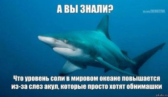 14 фактов, которые докажут вам, что акулы недооценены