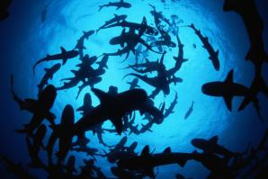 Страшные и прекрасные акулы 
