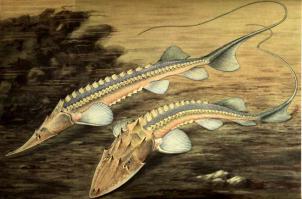 забыли упомянуть лопатоноса