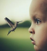 Колибри крупным планом