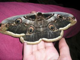 то ты еще не видел гусеницу Большой ночной павлиноглазки