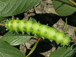то ты еще не видел гусеницу Большой ночной павлиноглазки