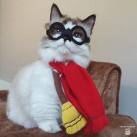 "Мой хозяин - долбоЙоб"