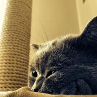 Эван , скоттиш страйт, невеста нужна)