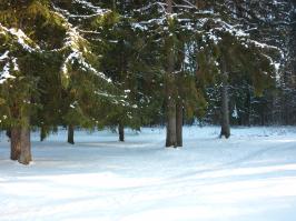 Тверская область, Конаковский бор