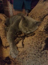 Спящие котейки