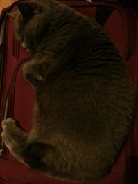 Спящие котейки