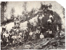 Зачем эти людишки срубили такое величественное дерево????